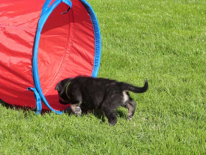 chinook dog